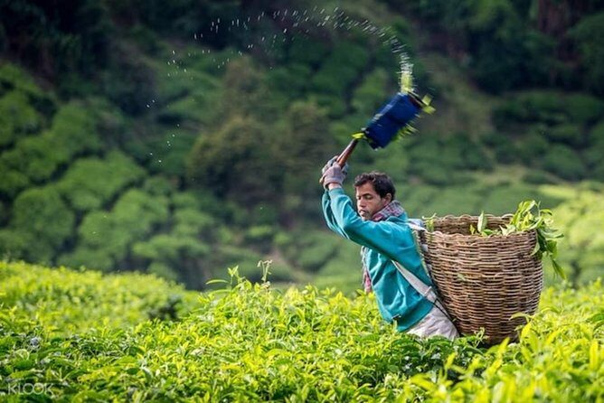 Full-day Cameron Highlands Day Trip from Kuala Lumpur - Discovering Cameron Highlands: What to Expect