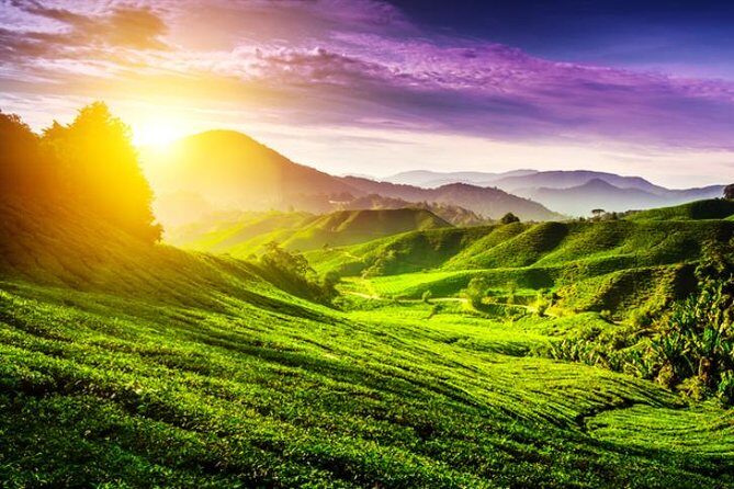 Full-day Cameron Highlands Day Trip from Kuala Lumpur - FAQ