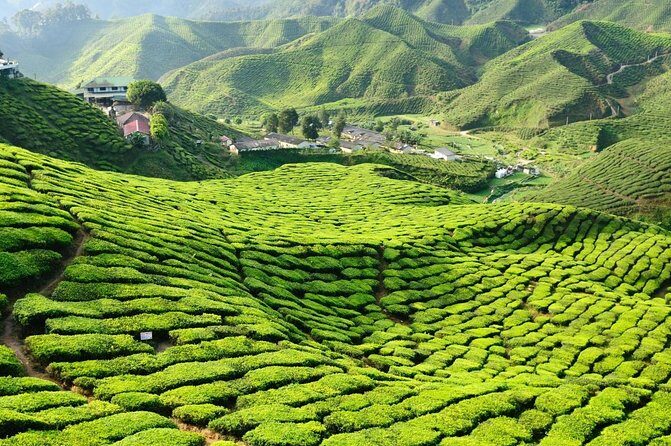 Full-day Cameron Highlands Day Trip from Kuala Lumpur - Key Points