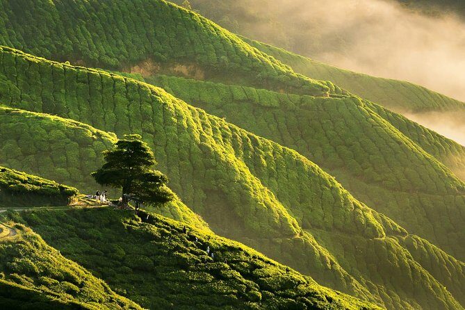 Full-day Cameron Highlands Day Trip from Kuala Lumpur - Practical Considerations and What to Expect
