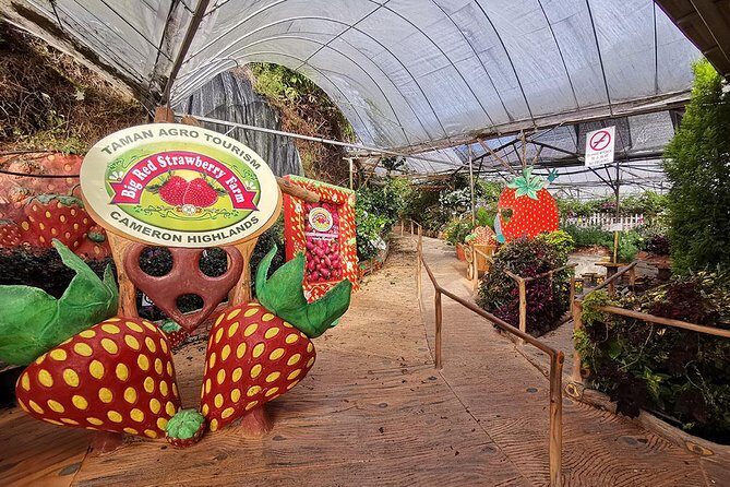 Full-day Cameron Highlands Day Trip from Kuala Lumpur - Frequently Asked Questions