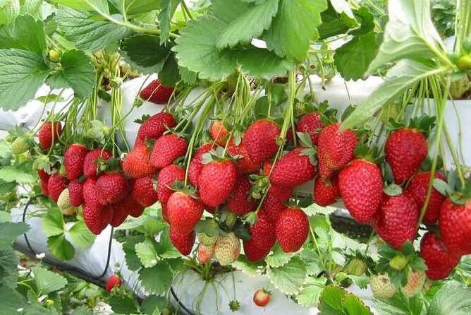 Full Day Cameron Highlands Nature Tour with Hobbitoon Village - Exploring the Itinerary in Detail