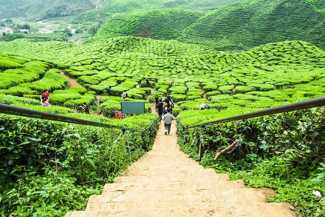 Full Day Cameron Highlands Nature Tour with Hobbitoon Village - Final Assessment