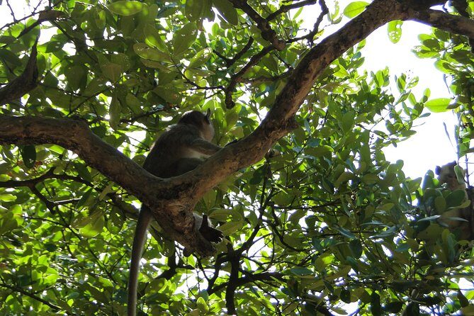 Full-day Can Gio Eco Escape And Wildlife Discovery - Savoring Authentic Vietnamese Cuisine