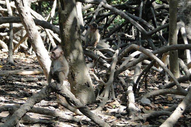 Full-day Can Gio Eco Escape And Wildlife Discovery - The Rung Sac Guerrilla Base and Chemical Warfare