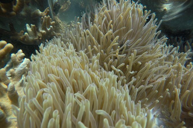 Full-day Cham Islands Cruise from Hoi An with Underwater Walking Excursion - Who Should Consider This Tour?
