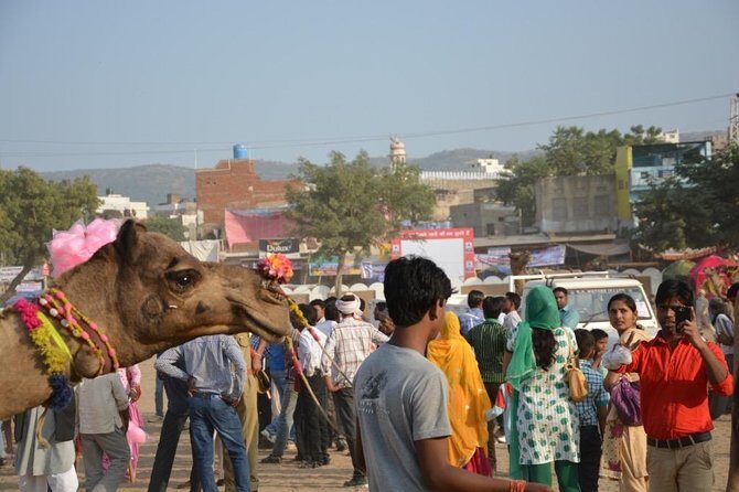 Full Day City Tour of New Delhi with Lunch - Key Points