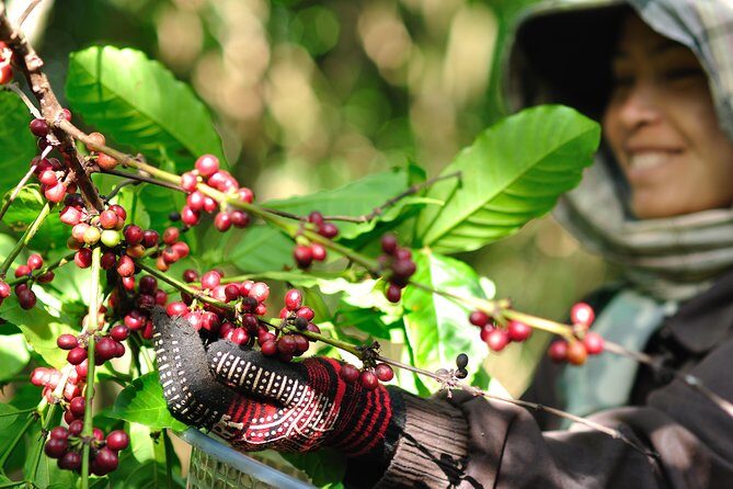 Full Day Crossing the Bolaven Plateau - Key Points