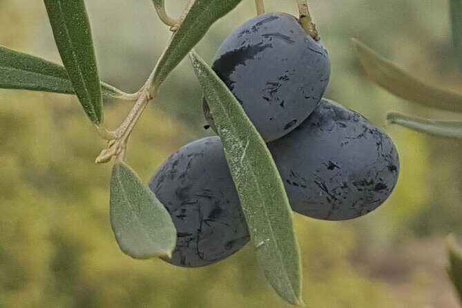 Full Day Deluxe Tour of Rhodes Including Lindos and Medieval City - Final Thoughts