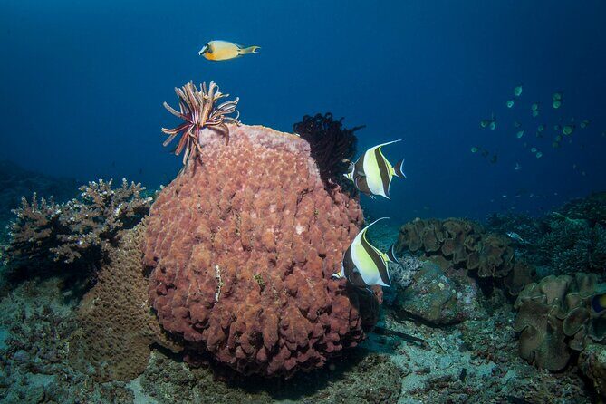 Full-Day Discover Scuba Diving Tour for Beginners in Tulamben - The Sum Up