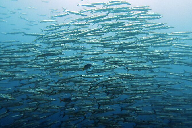 Full Day Diving Activity in Thailand with Lunch - The Marine Life & Underwater Experience