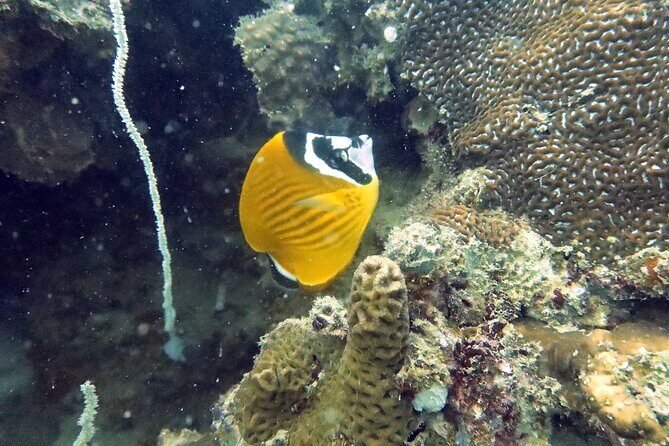 Full Day Diving Activity in Thailand with Lunch - FAQs