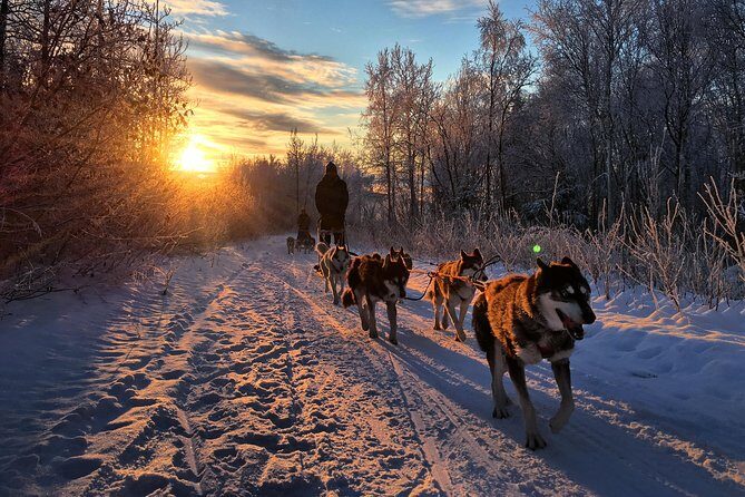 Full Day "Drive Your Own Dog Team" Dog Sledding Tour - Introduction: An Authentic Mushing Adventure in Fairbanks