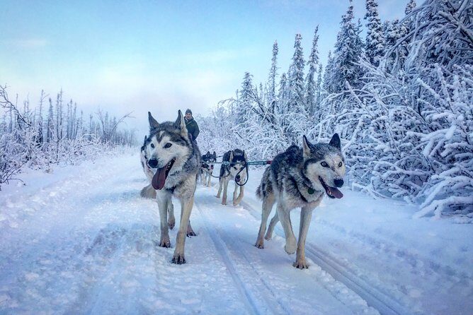Full Day "Drive Your Own Dog Team" Dog Sledding Tour - Considering the Cost: Is It Worth It?