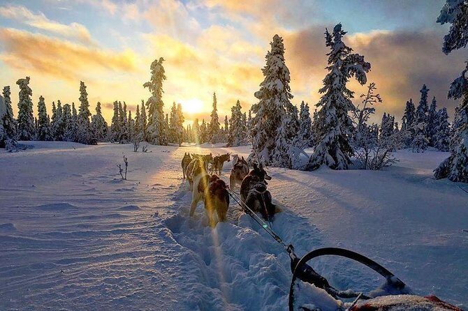 Full Day "Drive Your Own Dog Team" Dog Sledding Tour - Final Thoughts