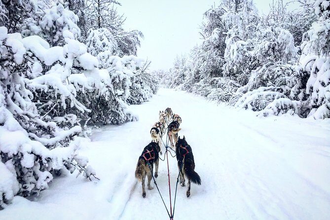 Full Day "Drive Your Own Dog Team" Dog Sledding Tour - FAQs