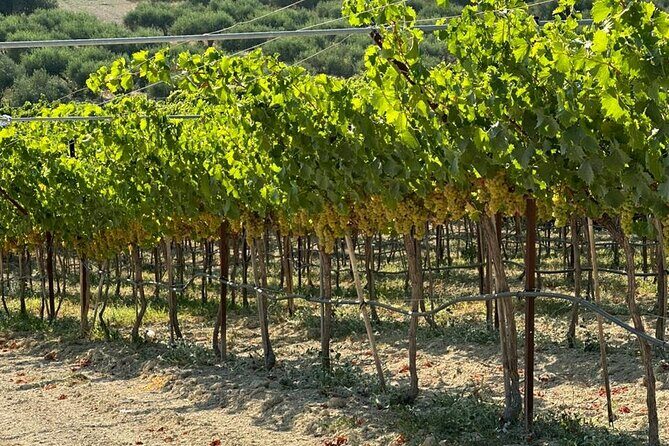 Full Day - Ecobike - Discover old villages & Wine tasting - Final Thoughts