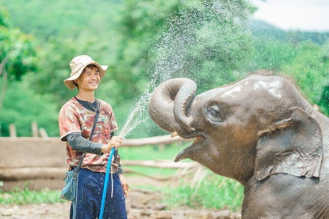 Full Day Elephant Sanctuary Mahout Experience - Key Points