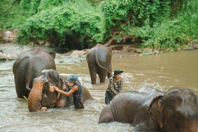Full Day Elephant Sanctuary Mahout Experience - Who Is This Tour Best For?