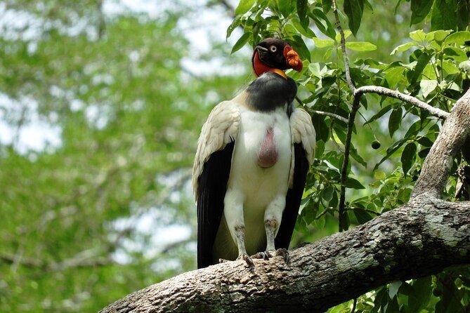 Full Day Excursion to Calakmul and Balamkú From Campeche - The Sum Up: Who Is This Tour For?