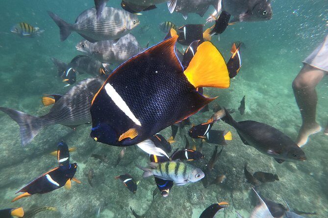 Full-Day Experience in Banderas Bay - Food, Drinks, and Practicalities