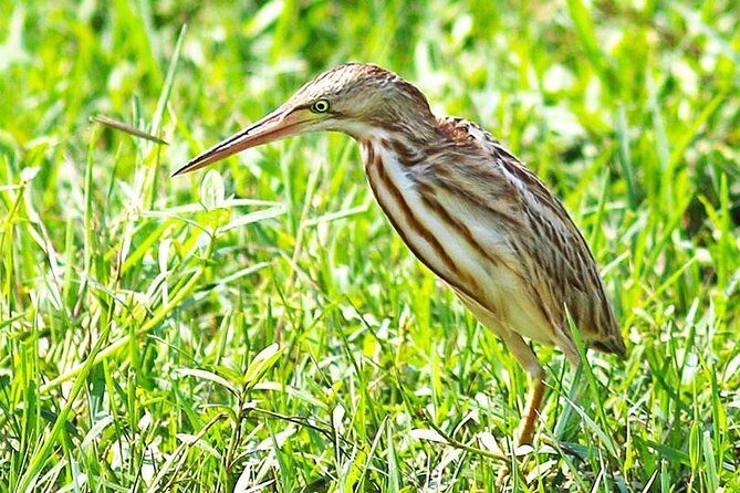 Full day game drive at Bundala National Park with Picnic Lunch - Final Thoughts