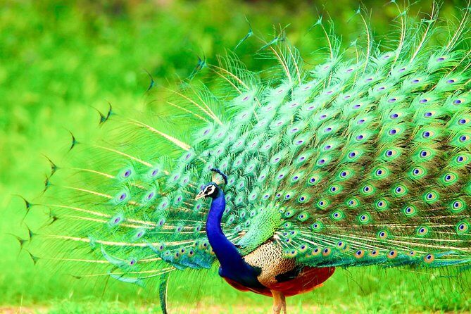 Full day game drive at Bundala National Park with Picnic Lunch - FAQs