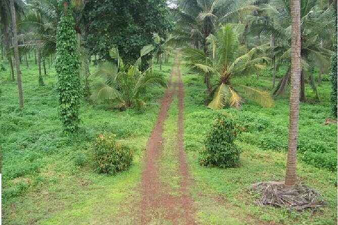 Full-Day Goa Shore Excursion with Lunch at a Spice Plantation - Analyzing the Value