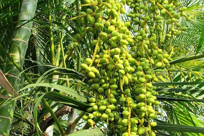 Full-Day Goa Shore Excursion with Lunch at a Spice Plantation - Who Would Enjoy This Tour?
