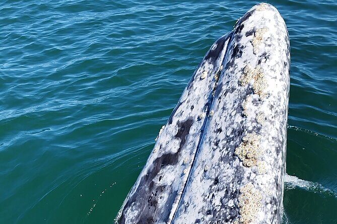 Full Day Gray Whale Watching Experience - An In-Depth Look at the Gray Whale Watching Tour