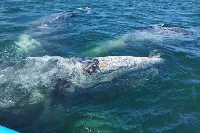 Full Day Gray Whale Watching Experience - The Sum Up