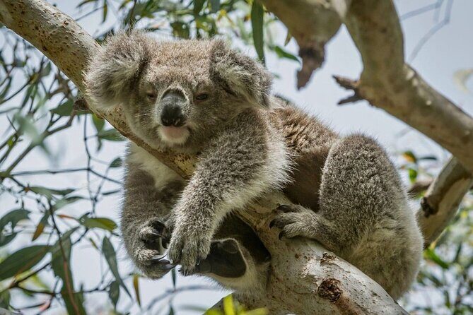 Full-Day Great Ocean Road and 12 Apostles Sunset Tour from Melbourne - Detailed Breakdown of the Itinerary