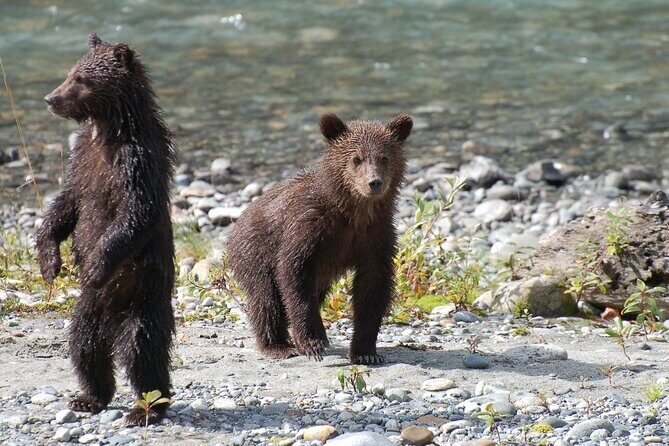 Full Day Grizzly Bear Tour to Bute Inlet - Frequently Asked Questions