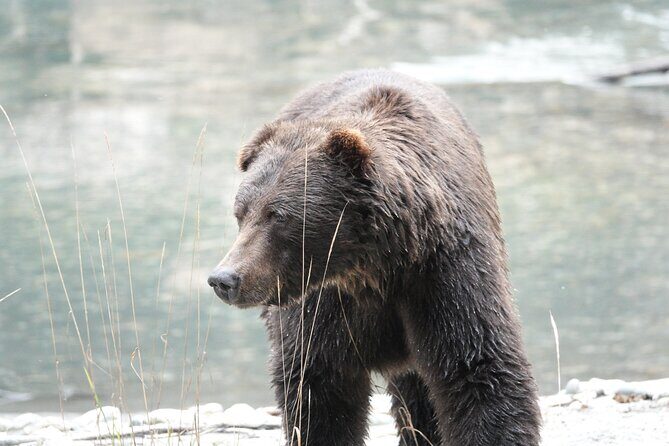 Full Day Grizzly Bear Tour to Toba Inlet - Frequently Asked Questions