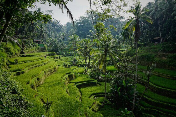 Full Day Group Tour Bali Great Introduction with Lunch - Who Will Love This Tour?