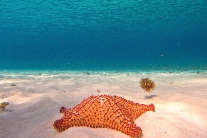 Full Day Guided Experience to El Cielo at Cozumel - Final Thoughts