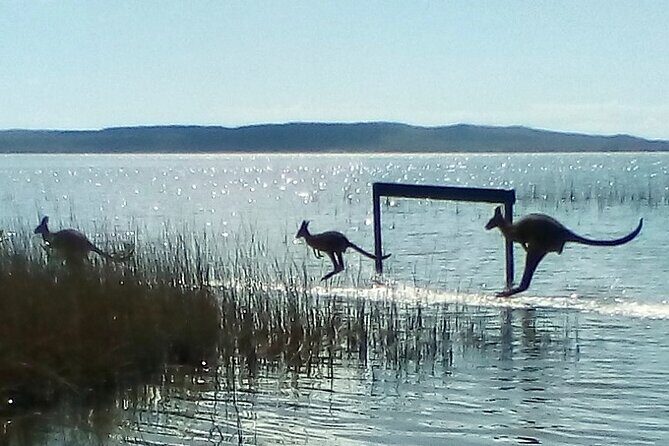 Full-Day Guided Noosa Everglades Kayak Tour - An In-Depth Look at the Noosa Everglades Kayak Experience
