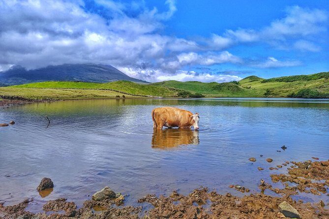 Full-Day Guided Tour in Pico Island - Key Points