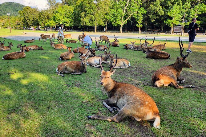 Full Day Guided Tour to Kyoto and Nara from Osaka by Van - FAQ