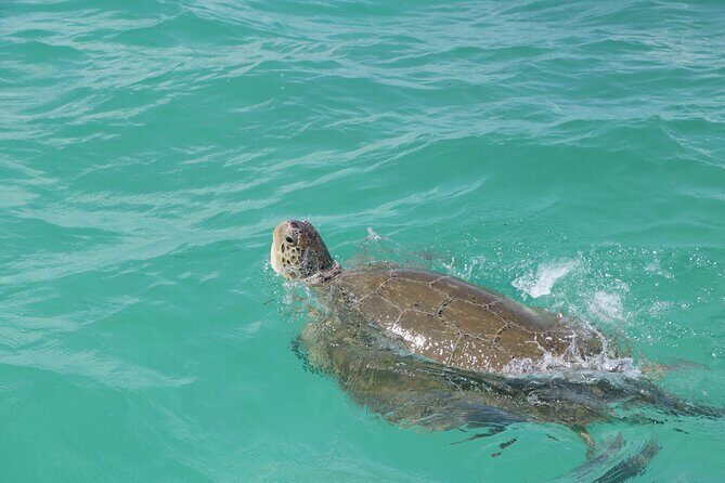 Full Day Guided Tour to Sian Ka'an (short way) - An In-Depth Look at the Experience