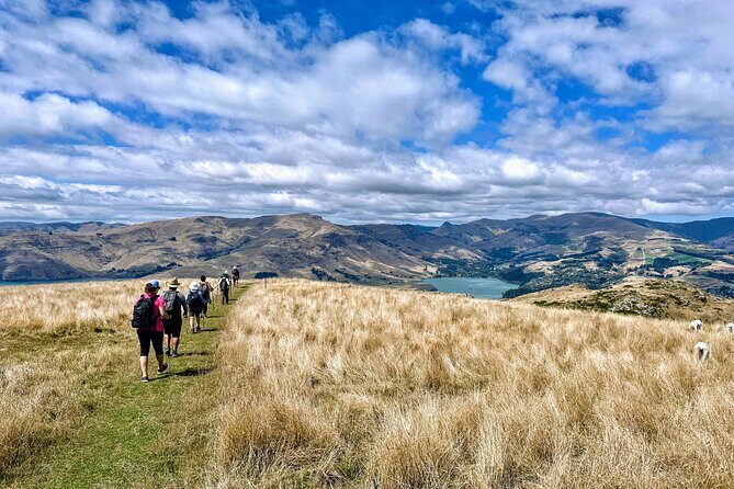 Full Day Guided Walking Tour and Picnic around Godley Head - Final Thoughts