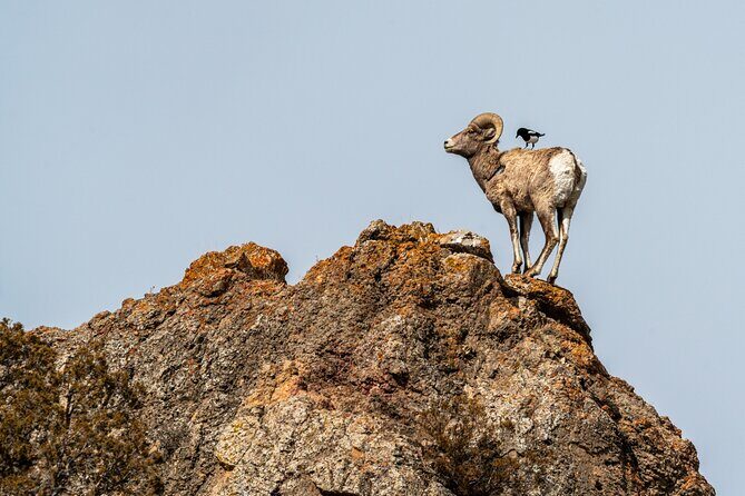 Full Day Guided Wildlife Photography Tour in Yellowstone - Setting the Scene: What This Tour Offers