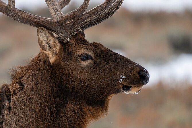 Full Day Guided Wildlife Photography Tour in Yellowstone - Who Will Love This Tour?