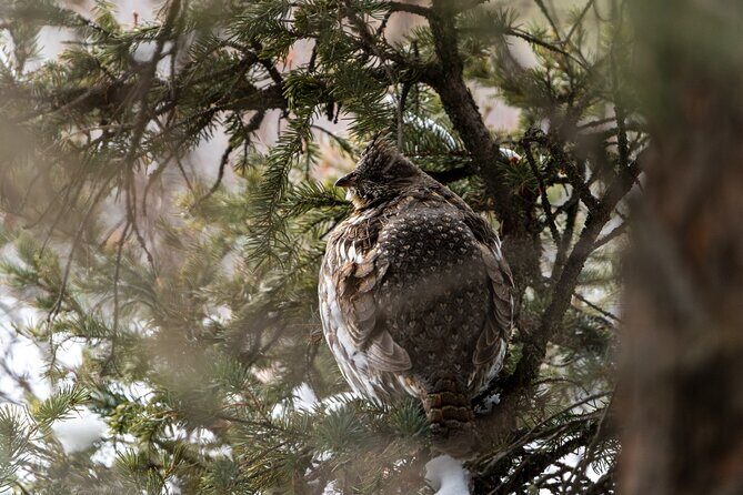Full Day Guided Wildlife Photography Tour in Yellowstone - Conclusions