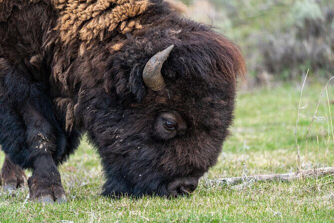 Full Day Guided Wildlife Photography Tour in Yellowstone - FAQ