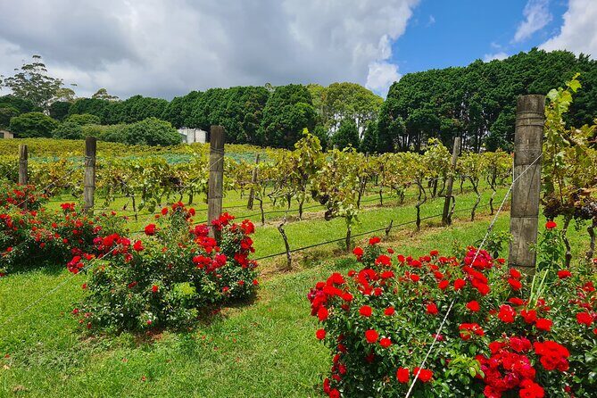 Full-Day Guided Wine Tour in Mt Tamborine From Gold Coast - An In-Depth Look at the Tour Experience