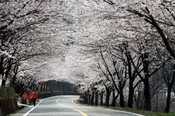 Full-day Hadong, Gwangyang, Cherry blossom, Green Tea Fields Private Tour - A Deep Dive into the Full-day Hadong, Gwangyang, Cherry Blossom & Green Tea Fields Tour