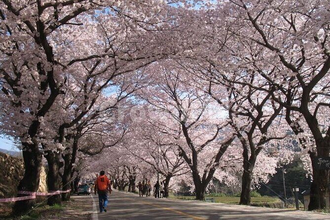 Full-day Hadong, Gwangyang, Cherry blossom, Green Tea Fields Private Tour - Detailed Itinerary Breakdown
