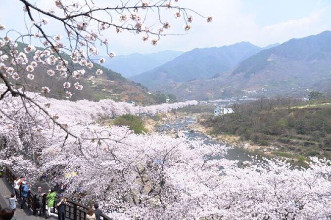 Full-day Hadong, Gwangyang, Cherry blossom, Green Tea Fields Private Tour - FAQ