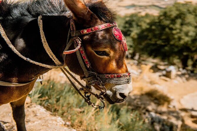 Full-Day/Half-Day Tour : Lasithi Plateau & Knossos Palace - FAQs